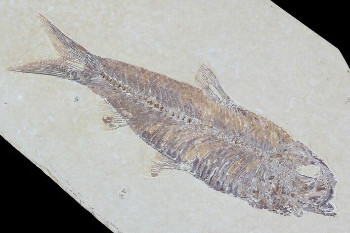 Knightia Fossil Fish - Wyoming #79874